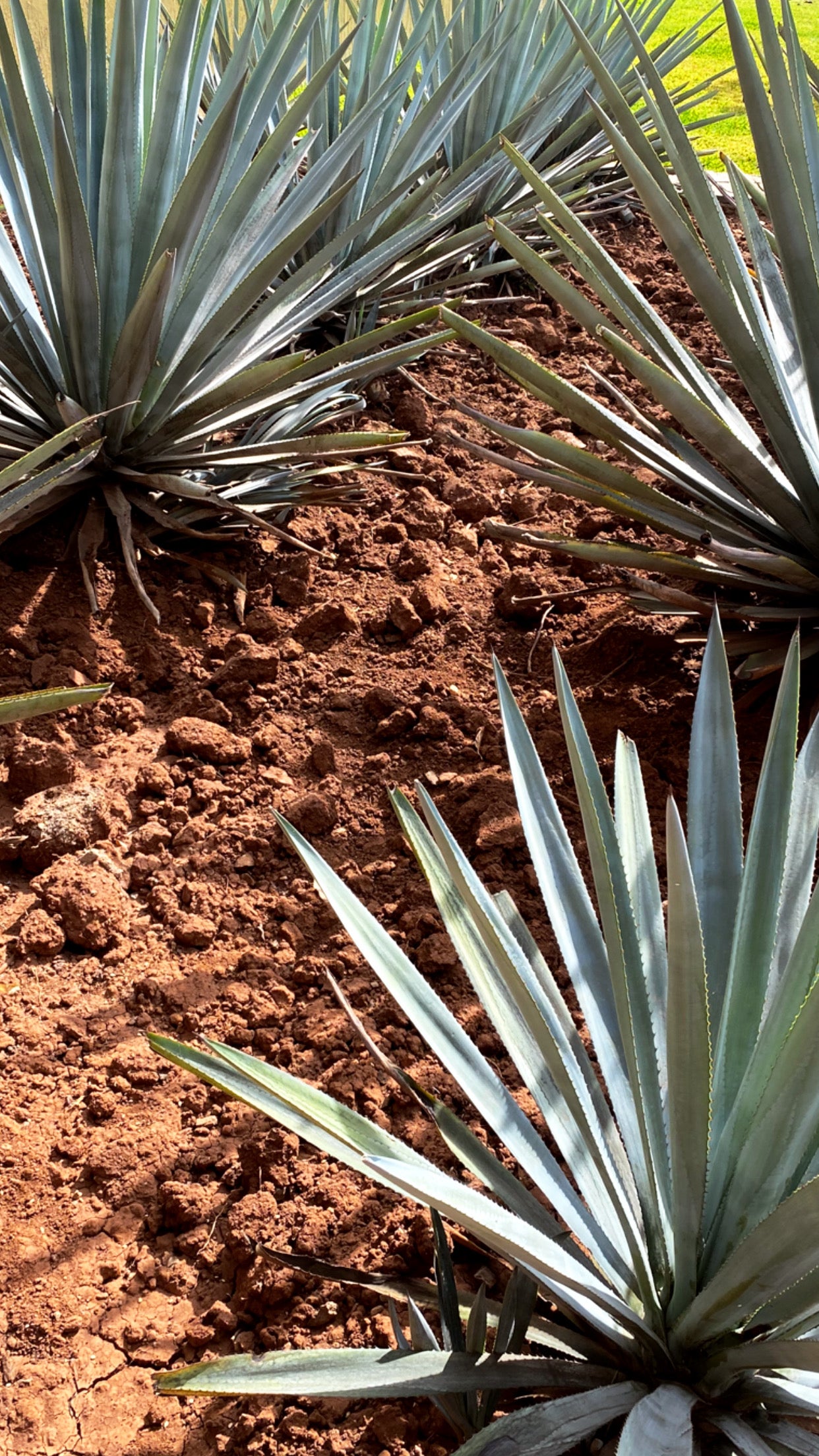OUR AGAVE | Mean Mule Distilling Co.