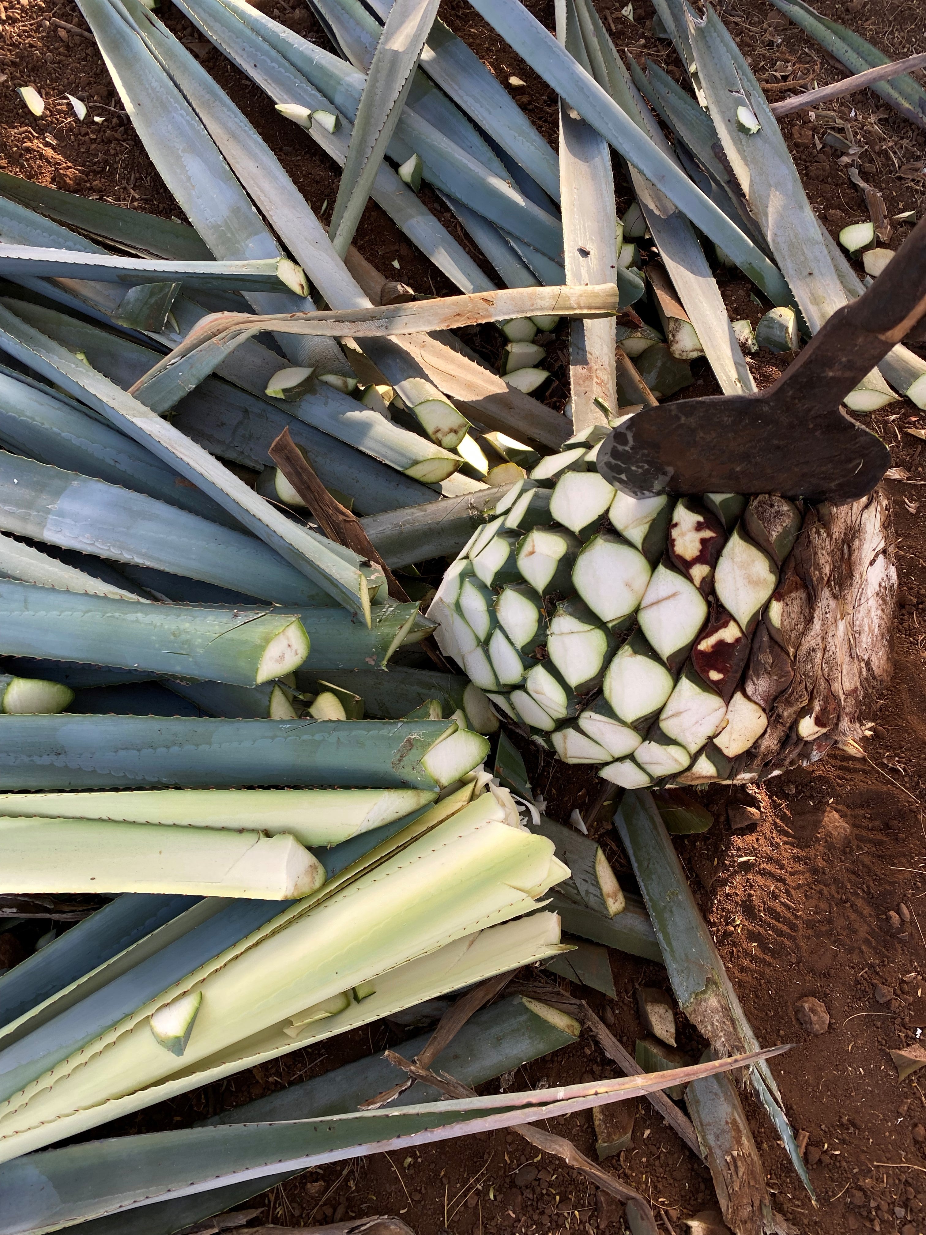 OUR AGAVE | Mean Mule Distilling Co.